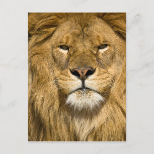 Afrikanischer Berberlöwe, Panthera leo leo, einer  Postkarte