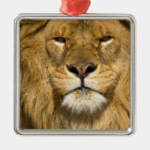 Afrikanischer Berberlöwe, Panthera leo leo, einer  Silbernes Ornament