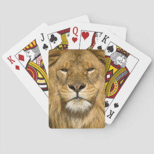 Afrikanischer Berberlöwe, Panthera leo leo, einer  Spielkarten