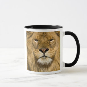 Afrikanischer Berberlöwe, Panthera leo leo, einer Tasse