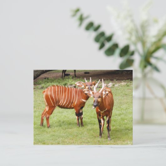 afrikanischer Bongo 3 Postkarte (Stehend Vorderseite)