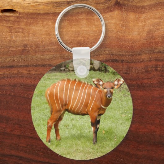 Afrikanischer Bongo Schlüsselanhänger (Vorderseite)