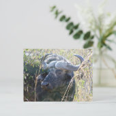 Afrikanischer Büffel Postkarte (Stehend Vorderseite)