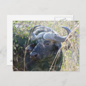 Afrikanischer Büffel Postkarte (Vorne/Hinten)