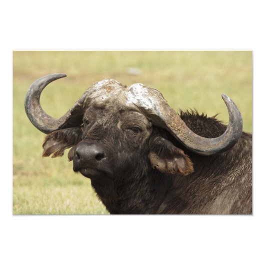 Afrikanischer Büffel, Syncerus caffer Fotodruck (Vorne)