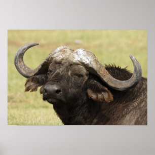 Afrikanischer Büffel, Syncerus caffer Poster