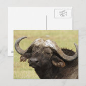 Afrikanischer Büffel, Syncerus caffer, stehend Postkarte (Vorne/Hinten)
