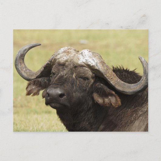 Afrikanischer Büffel, Syncerus caffer, stehend Postkarte (Vorderseite)