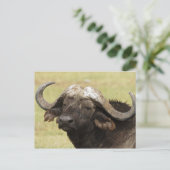 Afrikanischer Büffel, Syncerus caffer, stehend Postkarte (Stehend Vorderseite)