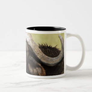 Afrikanischer Büffel, Syncerus caffer Zweifarbige Tasse