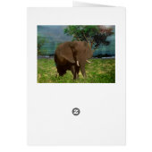 Afrikanischer BullElefant, Geburtstagskarte (Hinten)