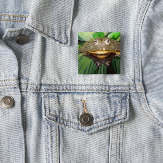 Afrikanischer Burrowing Bullfrog, Pyxicephalus 2 Button (Beispiel)