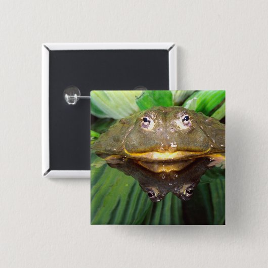 Afrikanischer Burrowing Bullfrog, Pyxicephalus 2 Button (Vorne & Hinten)