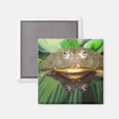 Afrikanischer Burrowing Bullfrog, Pyxicephalus 2 Magnet (Vorderseite/Rückseite)