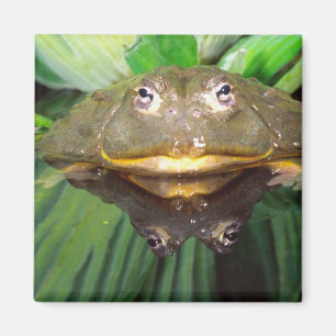 Afrikanischer Burrowing Bullfrog, Pyxicephalus 2 Magnet