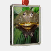 Afrikanischer Burrowing Bullfrog, Pyxicephalus 2 Ornament Aus Metall (Rechts)