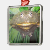 Afrikanischer Burrowing Bullfrog, Pyxicephalus 2 Ornament Aus Metall (Links)