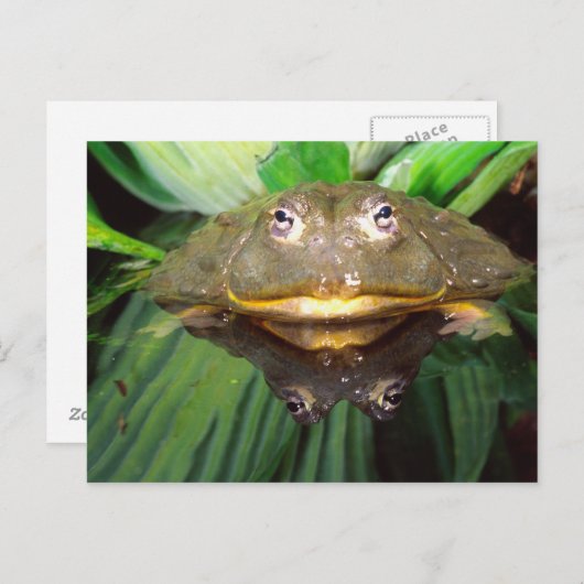 Afrikanischer Burrowing Bullfrog, Pyxicephalus 2 Postkarte (Vorne/Hinten)