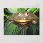 Afrikanischer Burrowing Bullfrog, Pyxicephalus 2 Postkarte (Vorderseite)