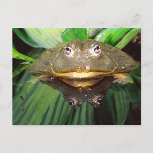 Afrikanischer Burrowing Bullfrog, Pyxicephalus 2 Postkarte (Vorderseite)