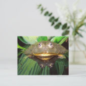 Afrikanischer Burrowing Bullfrog, Pyxicephalus 2 Postkarte (Stehend Vorderseite)