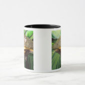 Afrikanischer Burrowing Bullfrog, Pyxicephalus 2 Tasse (Zentrum)