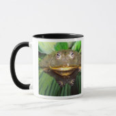 Afrikanischer Burrowing Bullfrog, Pyxicephalus 2 Tasse (Links)