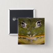 Afrikanischer Burrowing Bullfrog, Pyxicephalus Button (Vorne & Hinten)