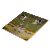 Afrikanischer Burrowing Bullfrog, Pyxicephalus Fliese (Seite)