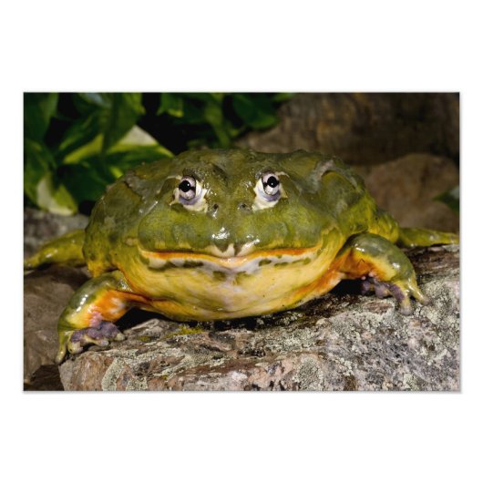 Afrikanischer Burrowing Bullfrog, Pyxicephalus Fotodruck (Vorne)