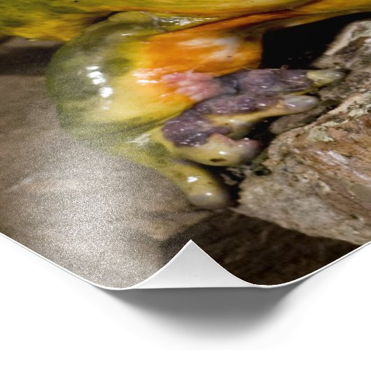 Afrikanischer Burrowing Bullfrog, Pyxicephalus Fotodruck (Ecke)