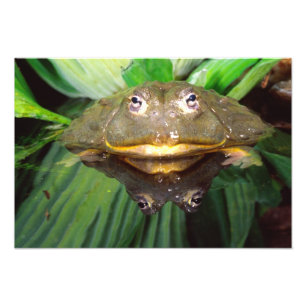 Afrikanischer Burrowing Bullfrog, Pyxicephalus Fotodruck