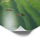 Afrikanischer Burrowing Bullfrog, Pyxicephalus Fotodruck (Ecke)