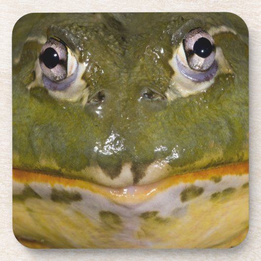 Afrikanischer Burrowing Bullfrog, Pyxicephalus Getränkeuntersetzer (Vorderseite)