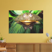 Afrikanischer Burrowing Bullfrog, Pyxicephalus Leinwanddruck (Insitu (Wohnzimmer))