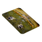 Afrikanischer Burrowing Bullfrog, Pyxicephalus Magnet (Rechte Seite)