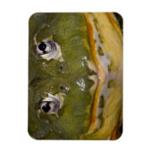 Afrikanischer Burrowing Bullfrog, Pyxicephalus Magnet (Vertikal)