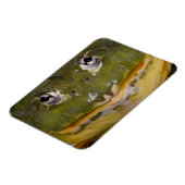Afrikanischer Burrowing Bullfrog, Pyxicephalus Magnet (Linke Seite)