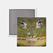 Afrikanischer Burrowing Bullfrog, Pyxicephalus Magnet (Vorderseite/Rückseite)