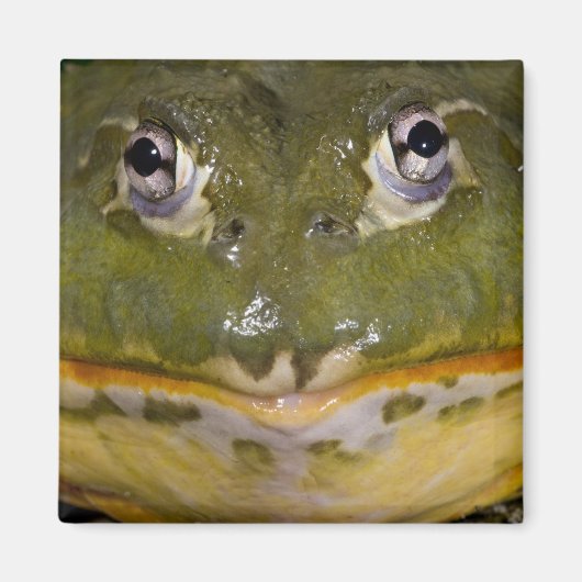 Afrikanischer Burrowing Bullfrog, Pyxicephalus Magnet (Vorne)