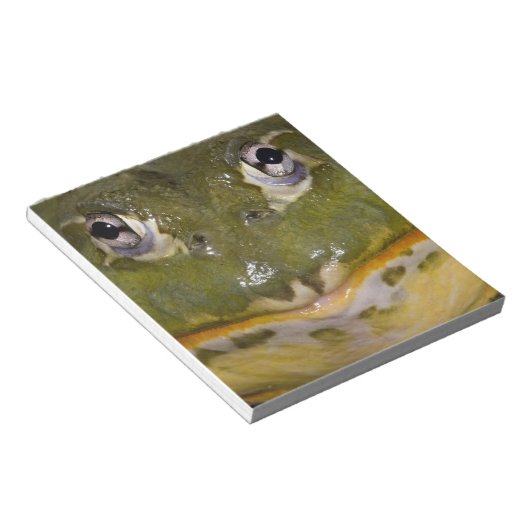 Afrikanischer Burrowing Bullfrog, Pyxicephalus Notizblock (angewinkelt)