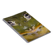 Afrikanischer Burrowing Bullfrog, Pyxicephalus Notizblock (Rechte Seite)