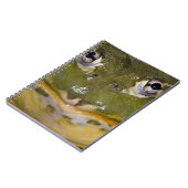 Afrikanischer Burrowing Bullfrog, Pyxicephalus Notizblock (Linke Seite)