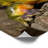 Afrikanischer Burrowing Bullfrog, Pyxicephalus Poster (Ecke)