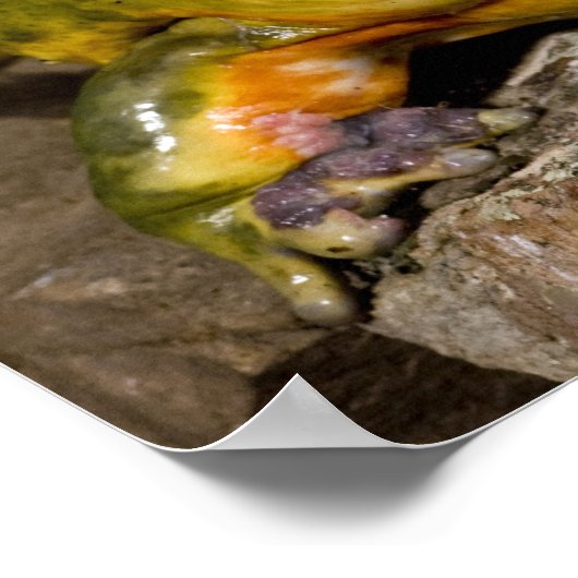 Afrikanischer Burrowing Bullfrog, Pyxicephalus Poster (Ecke)