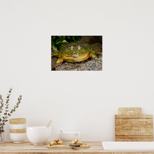 Afrikanischer Burrowing Bullfrog, Pyxicephalus Poster (Küche)