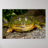 Afrikanischer Burrowing Bullfrog, Pyxicephalus Poster (Vorne)