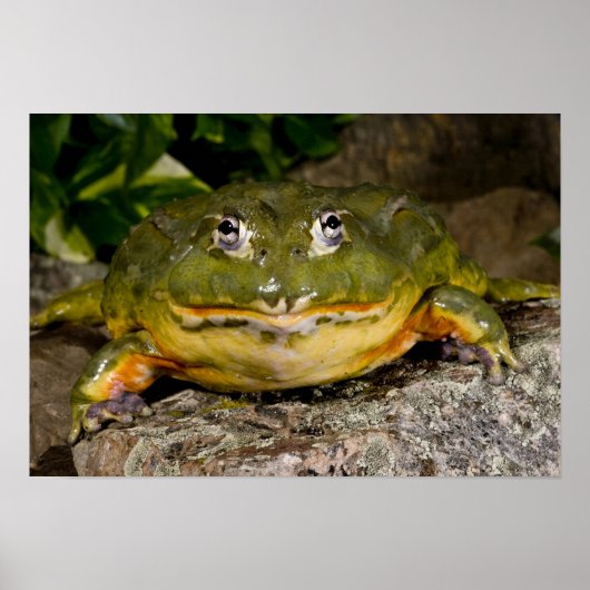Afrikanischer Burrowing Bullfrog, Pyxicephalus Poster (Vorne)
