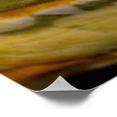 Afrikanischer Burrowing Bullfrog, Pyxicephalus Poster (Ecke)