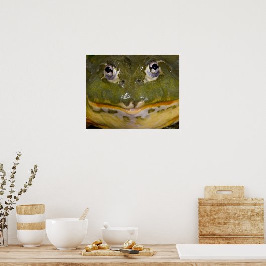Afrikanischer Burrowing Bullfrog, Pyxicephalus Poster (Küche)
